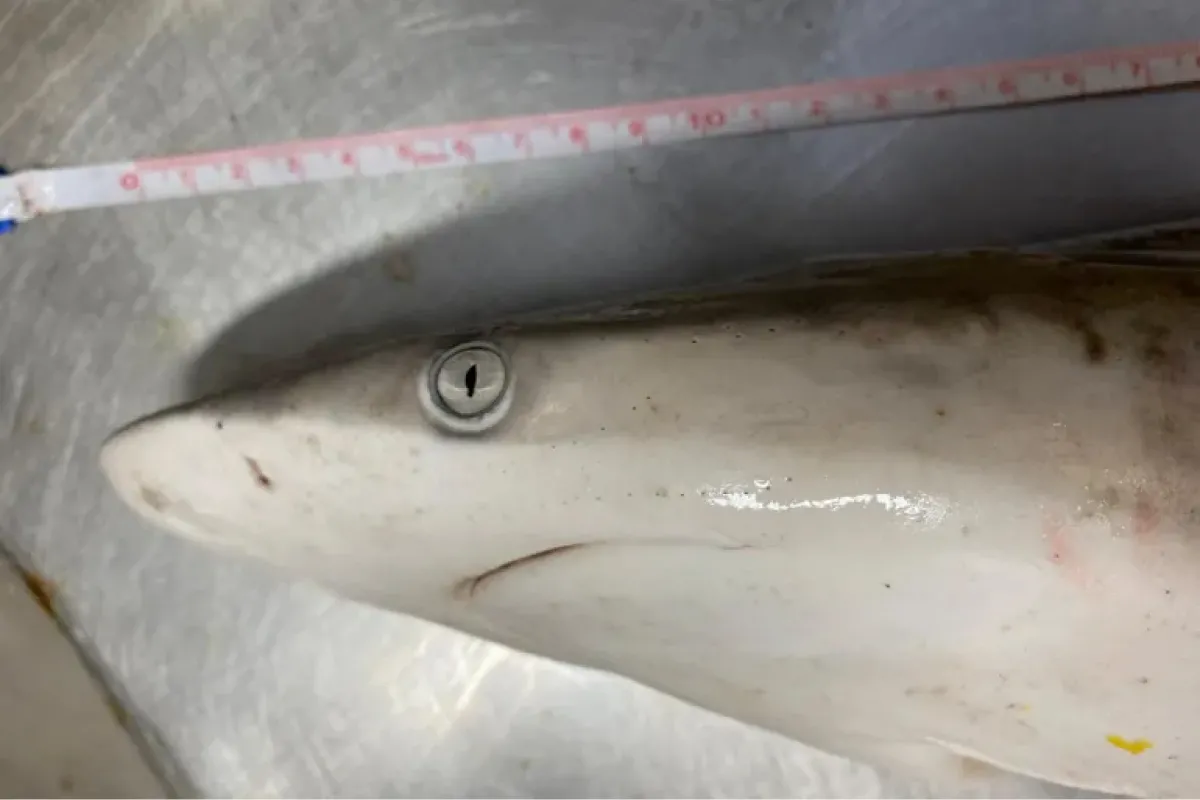 13 tiburones dieron postivo en un test de drogas en el mar de Brsil.