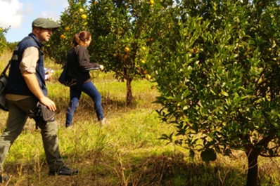 HLB: detectan el vector en una finca cítrica comercial