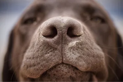 ¿Los perros pueden oler el estrés humano?