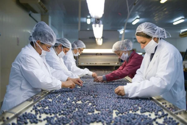 Arándanos: las consecuencias del “Niño” en Perú favorecieron al sector en la Argentina