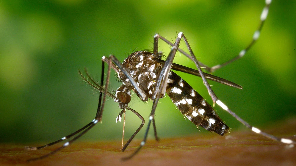 INSECTO VECTOR. El Aedes aegypti, que transmite el dengue, se reproduce en recipientes que acumulan agua.