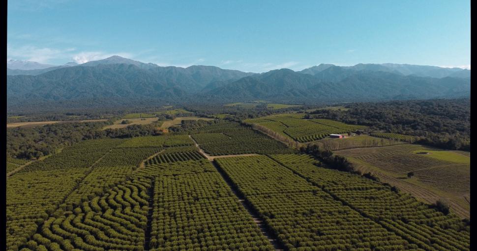 Citromax: referente de la industria del limón comprometido con el medio ambiente