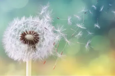 ¿Cuáles son las frutas que previenen las alergias de septiembre y refuerzan nuestras defensas?