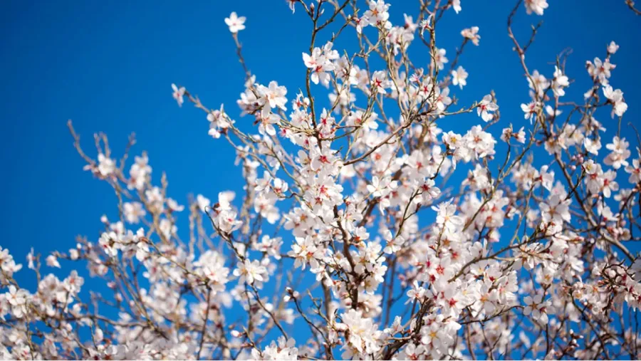 La primavera es una de la estaciones más esperadas del año