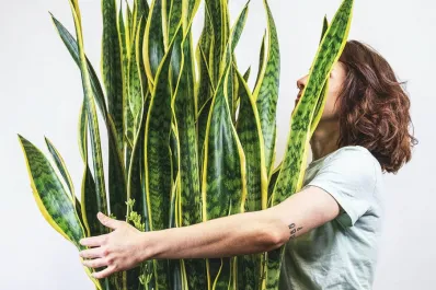 En qué lugar de la casa colocar las sansevierias, según el feng shui, para atraer buena suerte