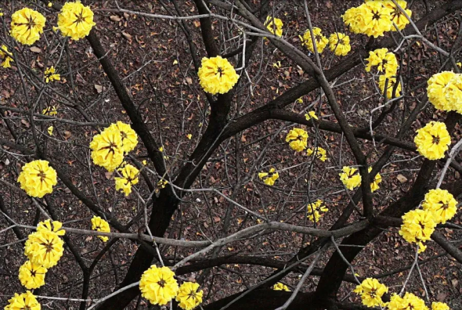 CONCURSO MUNICIPAL. Una de las categorías del concurso pone el foco en la belleza natural de la ciudad. / GENTILEZA MUNICIPALIDAD DE SAN MIGUEL DE TUCUMÁN