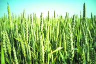 Informe nacional: el trigo muestra comportamiento dispar, debido a la heterogeneidad de las lluvias