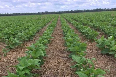 La Eeaoc llevó a cabo con éxito el segundo taller de Variedades y Manejo del Cultivo de Poroto