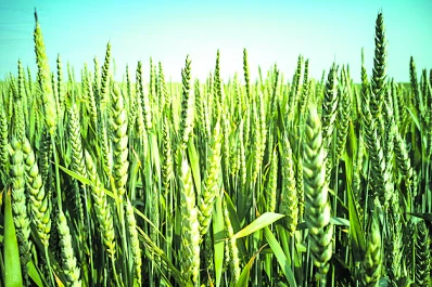 Informe nacional: el trigo muestra comportamiento dispar, debido a la heterogeneidad de las lluvias