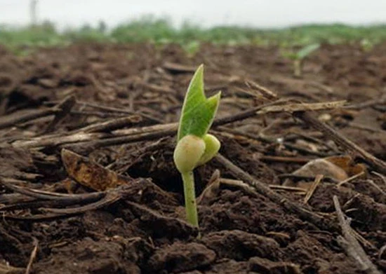 Poroto: el poder germinativo de la semilla oscila del 80% al 90%