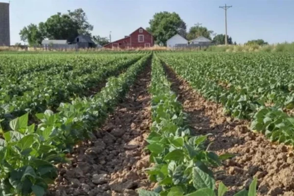 Graneros concentra el 67% del área porotera tucumana