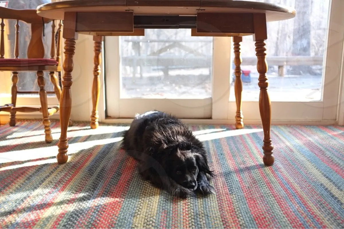 ¿Por qué los perros prefieren pasar su tiempo debajo de la mesa?