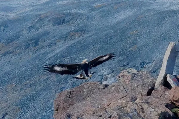 Un águila atacó a cuatro personas en una semana, entre ellas una niña de 20 meses
