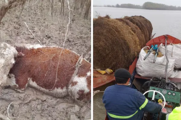 Gran drama por la baja del río Paraná: “Llevamos 50 vacas muertas”