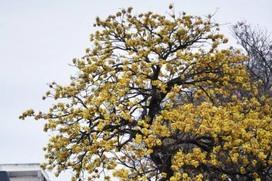 ¿Qué pasa con los lapachos en Tucumán?