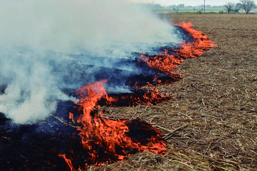 Quema de caña: efectos sobre el ambiente y el cultivo