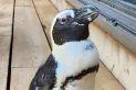Una pingüina criada en cautiverio fue hallada sana y salva tras nadar 45 kilómetros en el océano para escapar