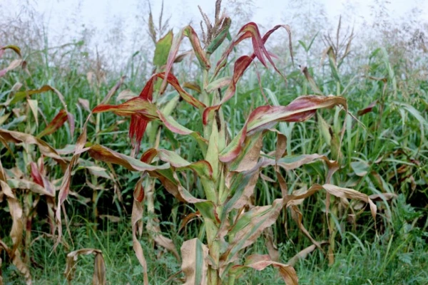 Efecto del achaparramiento del maíz: “El productor está cambiando a otros cultivos”