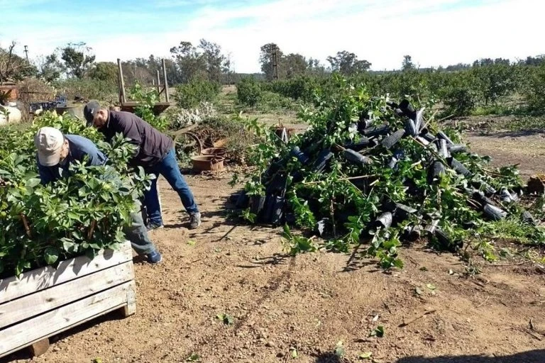 HLB. La enfermedad se propaga mediante la utilización de material infectado.