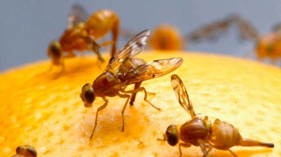 MOSCA DE LOS FRUTOS. Los cítricos están entre sus principales hospedantes.