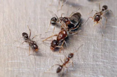 Preocupación en varias ciudades de Europa por una invasión de hormigas argentinas