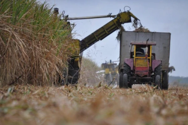 Se producirá un 14% menos de azúcar de la estimación original, según el Centro Azucarero Argentino