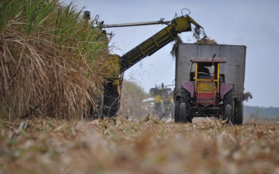 CAÍDA. La zafra de este año terminaría con una producción de caña un 10% menor a la proyección inicial.