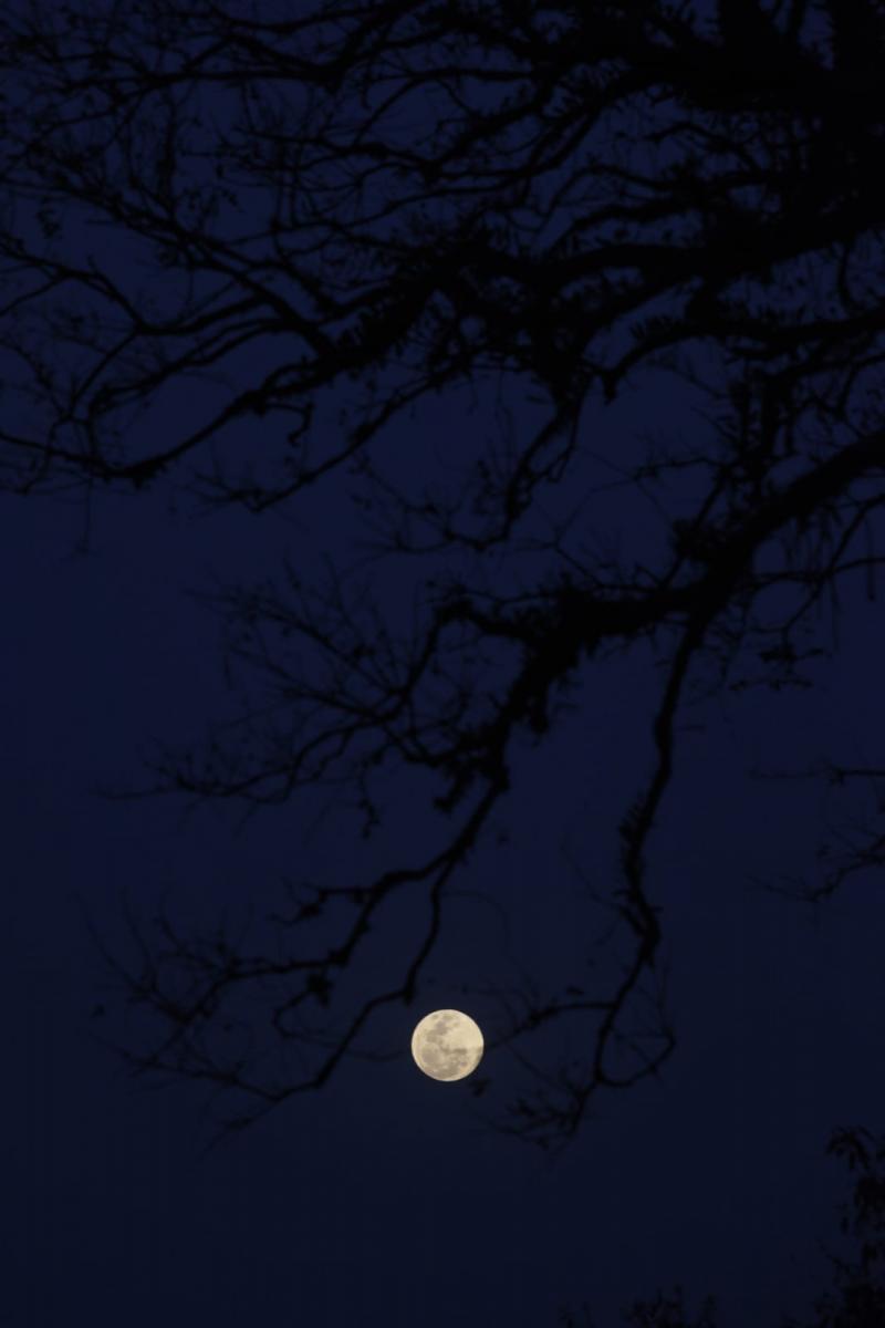 Mirá las imágenes del Eclipse de Superluna observado desde Tucumán