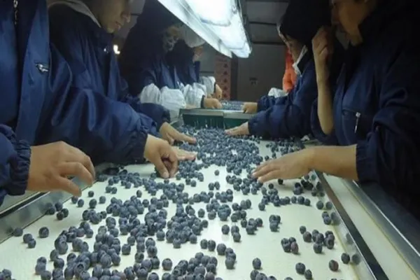 EE.UU. retiró los arándanos tucumanos de su lista de bienes producidos con trabajo infantil y forzoso