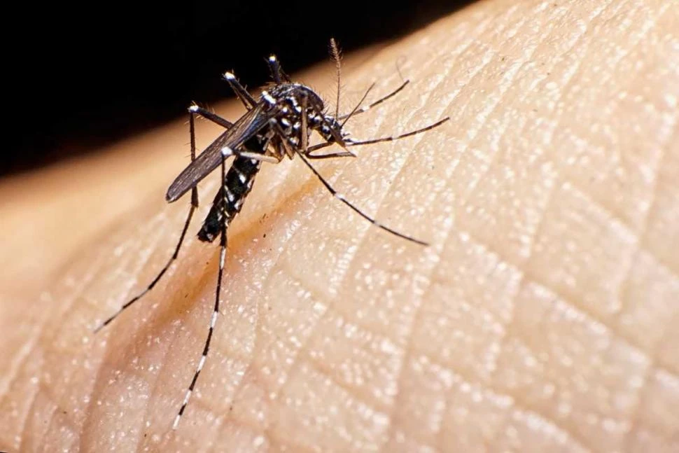 VECTOR DE LA ENFERMEDAD. El Aedes aegypti transmite el dengue.