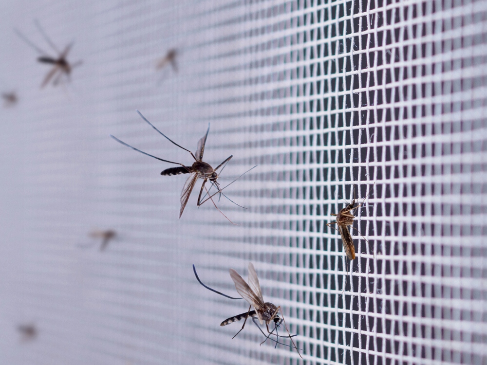 Dengue: cuándo cuesta acondicionar la casa para alejar a los mosquitos