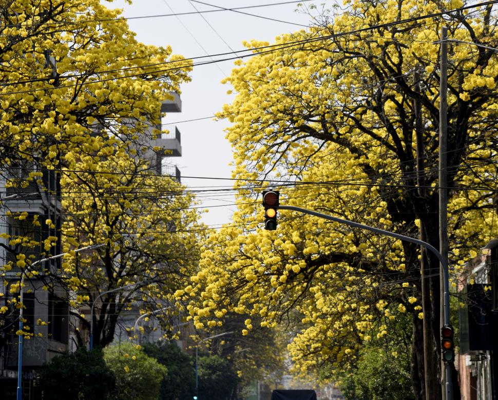 ÁRBOLES Y FLORES. Los lapachos están en su esplendor por estos días.