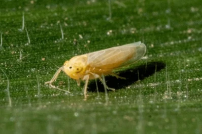 Sector maicero: disminuyeron los valores de captura de adultos de dalbulus maidis