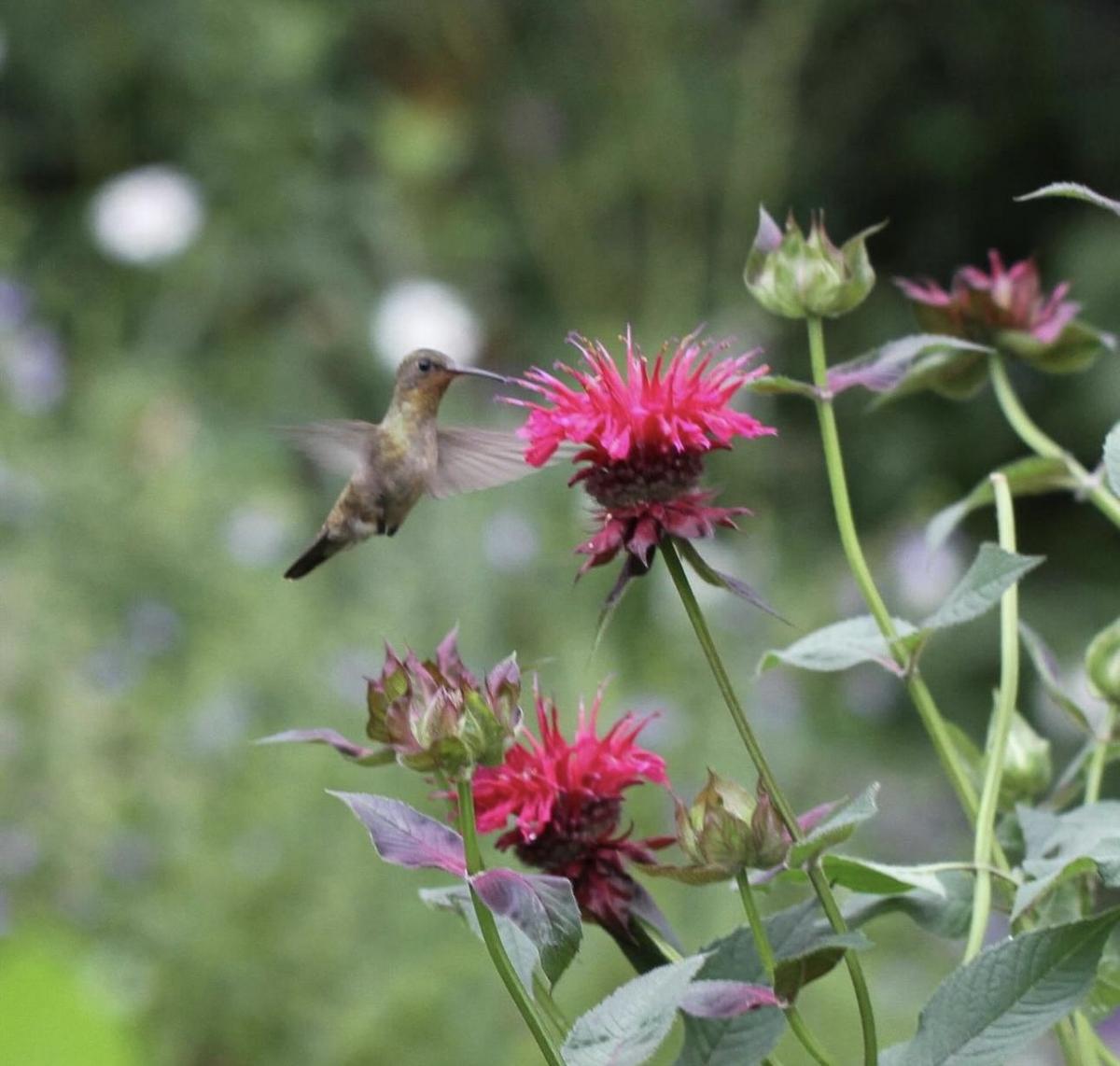 Paquita Romano: la dueña del jardín más instagrameable de Buenos Aires