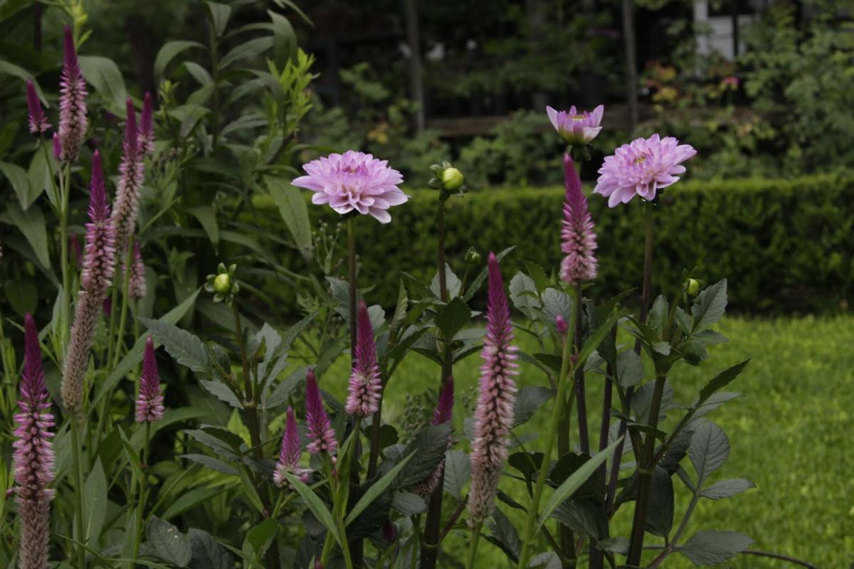 Paquita Romano: la dueña del jardín más instagrameable de Buenos Aires