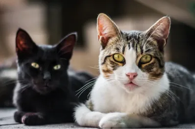 Qué enfermedades pueden pasar los gatos a sus dueños y cómo protegerse