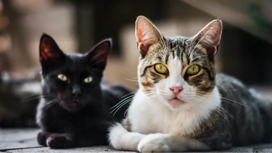 Los gatos pueden transmitir diversas enfermedades a los humanos