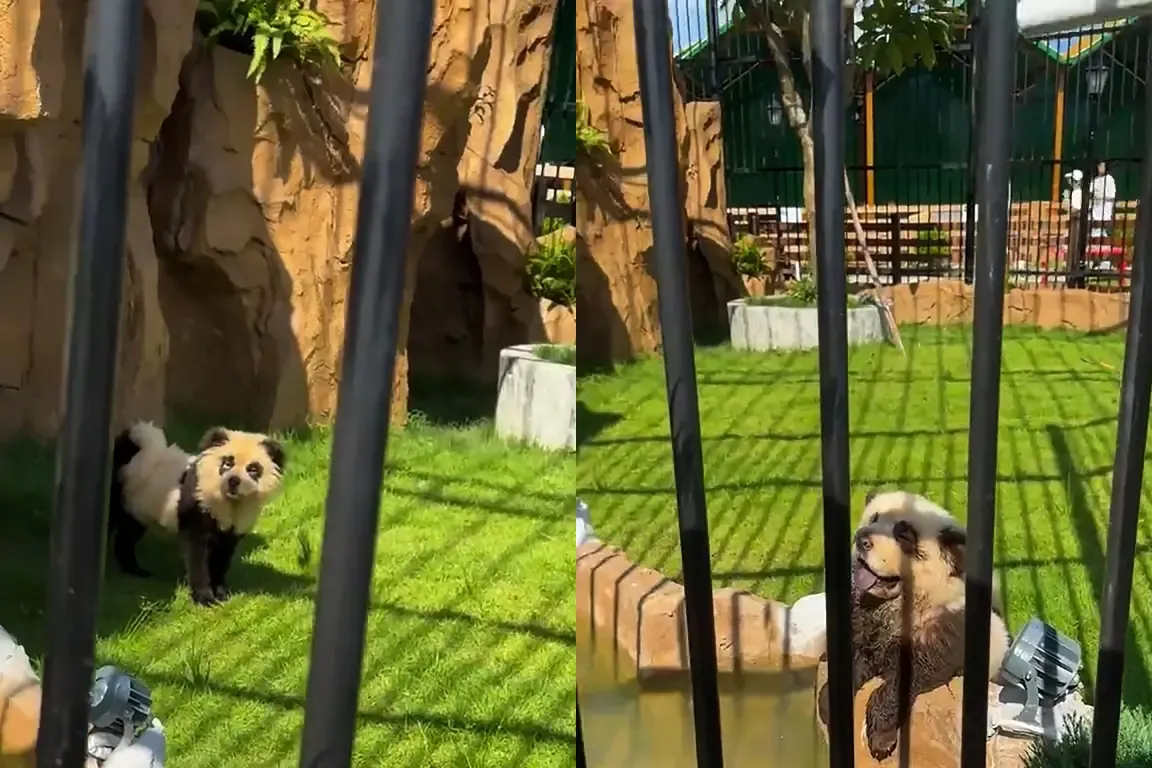 Los pandas de un zoológico chino soprendieron a los visitantes.