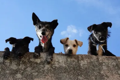 Día Mundial del Perro Adoptado: ¿por qué se celebra cada 23 de septiembre?