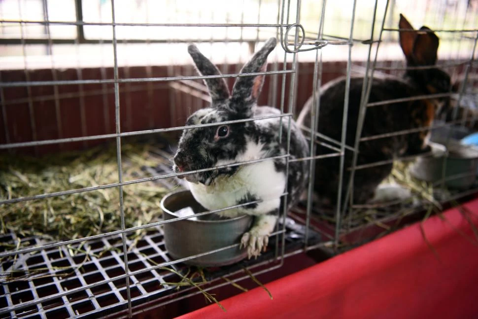 EN SUS JAULAS. Los organizadores aseguran que los conejos sufren menos estrés si están en una jaula relativamente amplia y con agua y comida. 