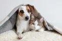 ¿Perros o gatos? Esta es la compañía ideal, según la inteligencia artificial