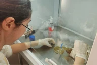 Una tesis estudiantil dio vida a un muffin con hongos muy benéfico para pacientes celíacos