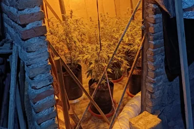 Un menor de 15 años fue acusado de cultivar marihuana