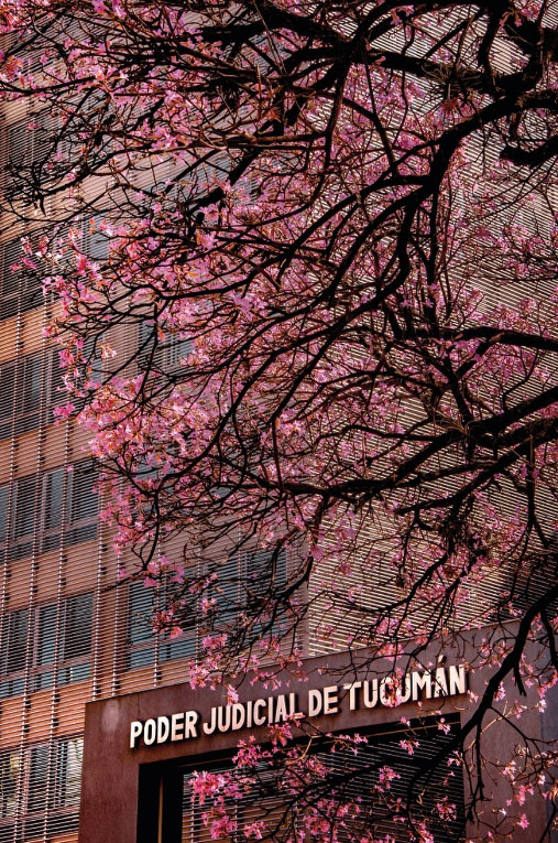 EN EL MISMO REGISTRO. Un árbol precede una institución en la toma de Guilermo Daniel Ruarte.