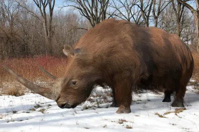 Hallan en Rusia una momia de rinoceronte lanudo de 32.400 años en perfectas condiciones