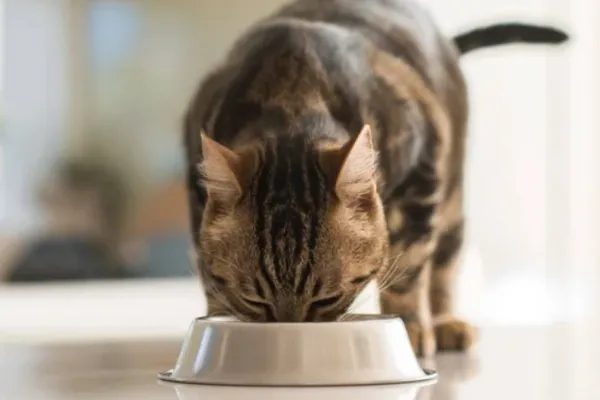 Alternativas caseras para alimentar a tu gato: consejos de especialistas