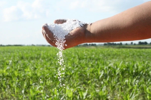 Se notó una respuesta positiva del maíz al uso de fertilizantes