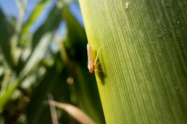 “El futuro del cultivo de maíz en el NOA implica una combinación de desafíos y oportunidades”