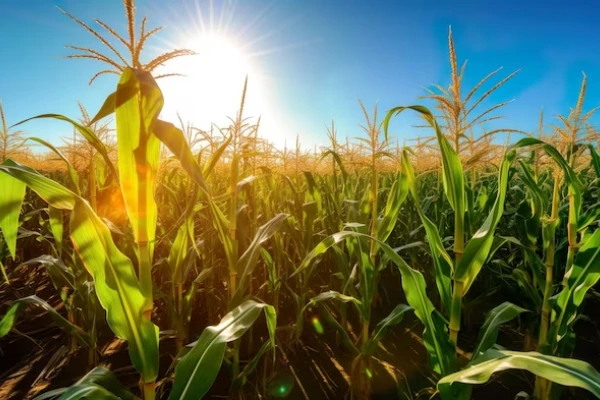 Se dieron menos días con temperaturas de 35° C o superiores