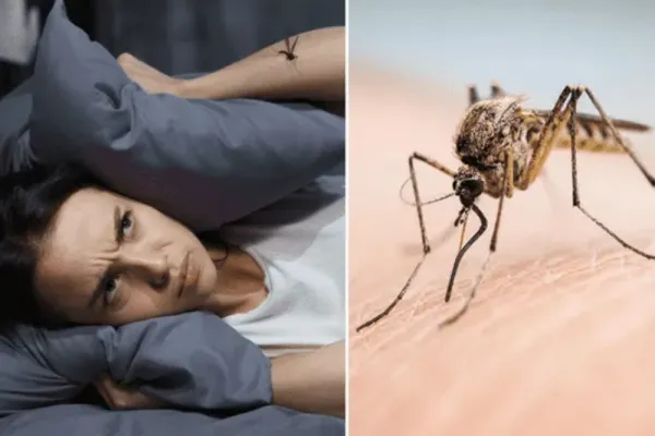 El truco casero más efectivo para ahuyentar mosquitos y dormir tranquilo